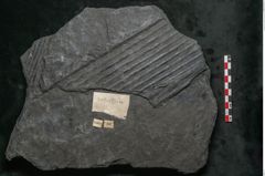 Foto (Detailansicht) von Sigillaria subrotunda Brongniart (NHMW-GEO-2024-0188-11044)